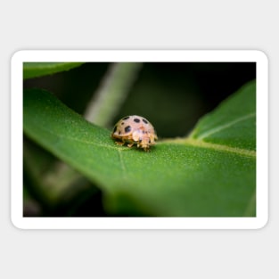 The silly 28-spotted potato ladybird managed to roll itself back on its feet Sticker